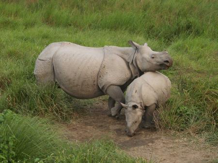 Kaziranga - 04.2011