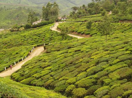 Munnar - 05.2007