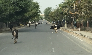 inde,corona,coronavirus,virus,covid,épidémie,routes vides,gurgaon