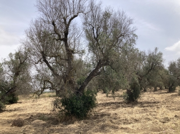 Italie,van,roadtrip,pouilles,campanie,naples,napoli,herculaneum,vesuve,vesuvio,puglia,apulia,holidays,miranda,molise,campervan,vacances
