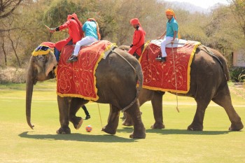 Elephant polo.jpg