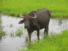 Panchagavya,vache,vache sacrée,hindouisme,bouse,urine,lait,ghee,buffalo,buffle,bufflonne,vache laitière,environnement,lait,pet,pet de bœuf,méthane,abattage,bœuf,viande,végétarien,non-végétarien,Constitution,loi,buffle d’eau,Kambala,Kerala,course de buffles