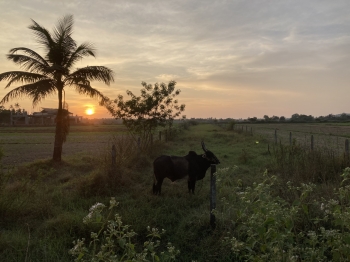 Goa,déménagement,Inde,adaptation