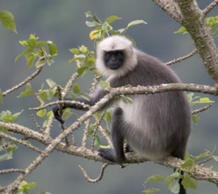 graylangur.jpg