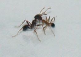 Fourmis10.jpg