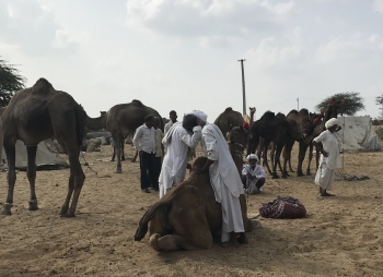 Inde,Pushkar,rajasthan,camel fair,chameaux,ville sainte,chevaux,bétails