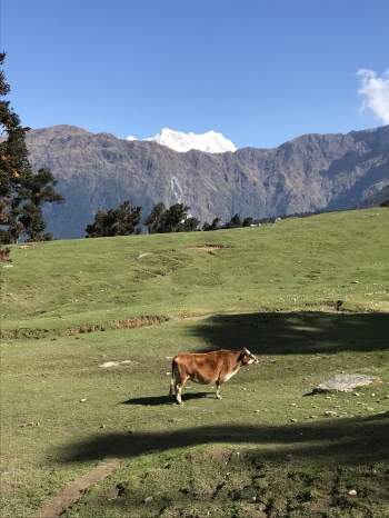 inde,uttarakhand,trek,trekking,randonnée,sari,rishikesh,deoriatal,tungnath,chopta