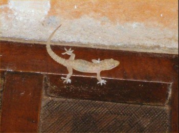 inde,lézards,vénéneux,geckos