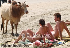 inde,vache,viande,vaches dans les rues,vaches de temple,lait,euthanasie,tuer une vache,vieilles vaches,abandon,intouchables,bufflone,vaches laitières