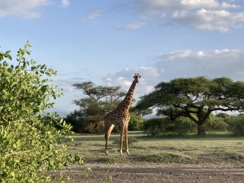 Tanzanie,Tarangire, Manyara, Ngorongoro, Serengeti, Zanzibar, maasai, maasais, safaris, animaux, dar es salaam, Lushoto, Lake Natron, Lengai, Mount Lengai, ascension, Ol Doinyo, volcan, Arusha, Karatu