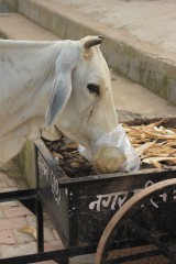 inde,vache,viande,vaches dans les rues,vaches de temple,lait,euthanasie,tuer une vache,vieilles vaches,abandon,intouchables,bufflone,vaches laitières