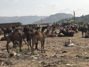 Inde,Pushkar,rajasthan,camel fair,chameaux,ville sainte,chevaux,bétails