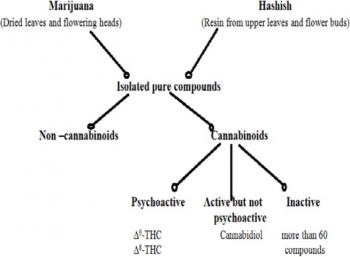 bhang,weed,herbe,marijuana,beuh,ganja,pot,hashish,haschish,haschisch,chichon,shit,charas,cannabis,chanvre,cannabis sativa,cannabis indica,cannabis uuderalis,thc,terpènes,cbd,cannabidiol,hemp,vijaya,ndps act,jaisalmer,pushkar,varanasi,mathura,noida,orissa,gujarat,loi inde,fumer en inde,vin,noé,hindouisme,shiva,holi,shivaji